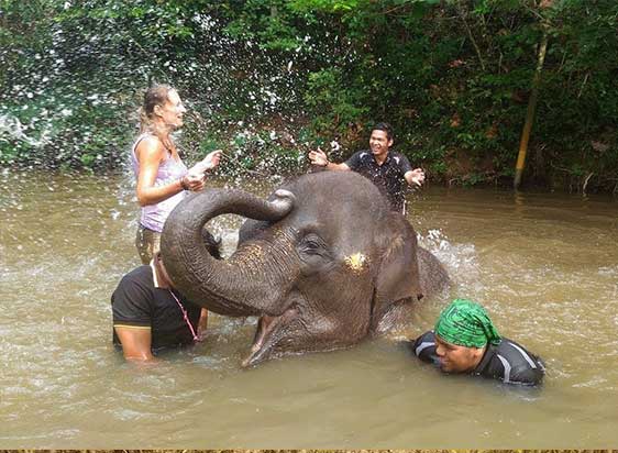 Day Outing in Elephant Farm