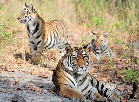 Planning the Ultimate Wildlife Jungle Safari in Rajasthan