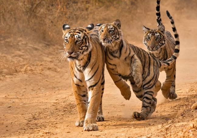 Ranthambore Wildlife Safari