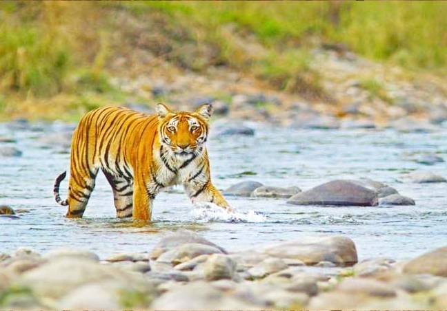 Jim Corbett Tours