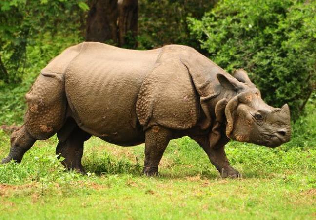 Kaziranga Tours
