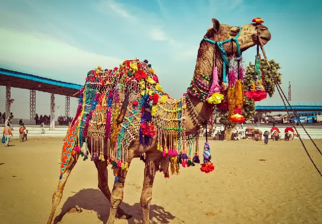 Pushkar Camel Fair