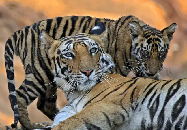 Delhi Wildlife Tour Packages